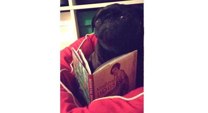 Blog.PugBRECAMedievalDogs