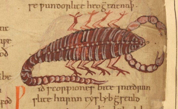 Blog.Insects.CottonVitelliusCiii - 78r